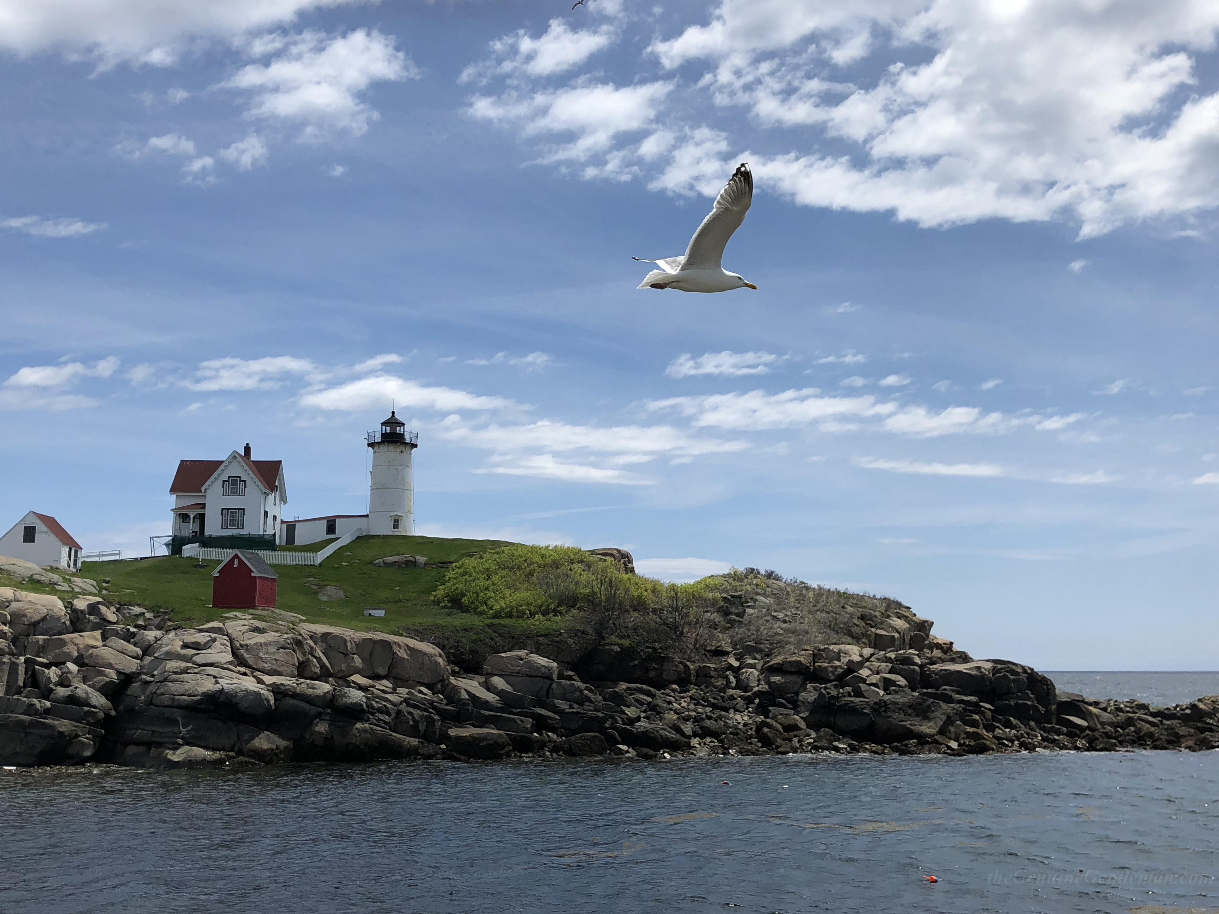 www.theGenuineGentleman.com Nubble Lighthouse - Cape Neddick Maine seagull